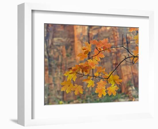 Zion National Park, Utah, USA-Cathy & Gordon Illg-Framed Photographic Print