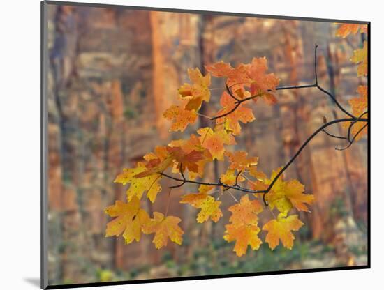 Zion National Park, Utah, USA-Cathy & Gordon Illg-Mounted Photographic Print