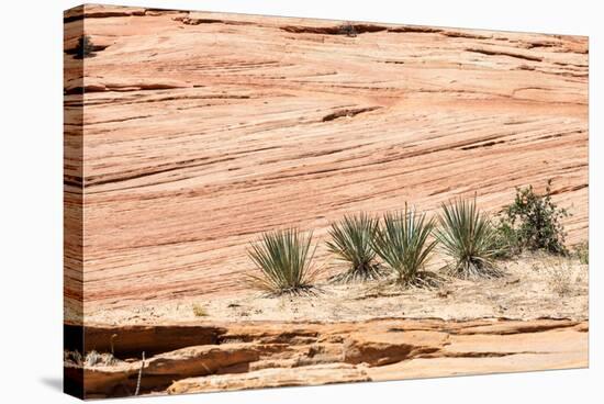 Zion National Park-PerseoMedusa-Stretched Canvas