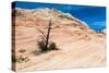 Zion National Park-PerseoMedusa-Stretched Canvas