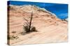 Zion National Park-PerseoMedusa-Stretched Canvas