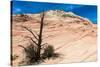 Zion National Park-PerseoMedusa-Stretched Canvas