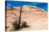 Zion National Park-PerseoMedusa-Stretched Canvas