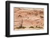 Zion National Park-PerseoMedusa-Framed Photographic Print