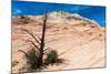 Zion National Park-PerseoMedusa-Mounted Photographic Print