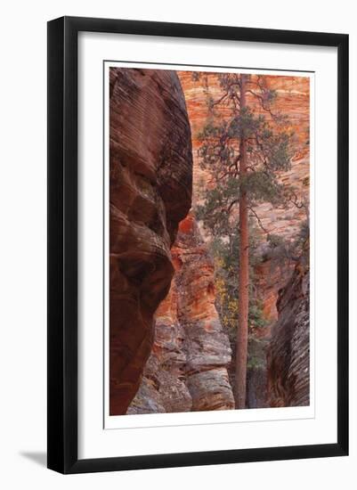 Zion Park Canyon-Donald Paulson-Framed Giclee Print