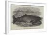 Ziphius Tasmaniensis, a Rare Species of Dolphin, Killed Near Flinders Island-null-Framed Giclee Print