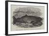 Ziphius Tasmaniensis, a Rare Species of Dolphin, Killed Near Flinders Island-null-Framed Giclee Print