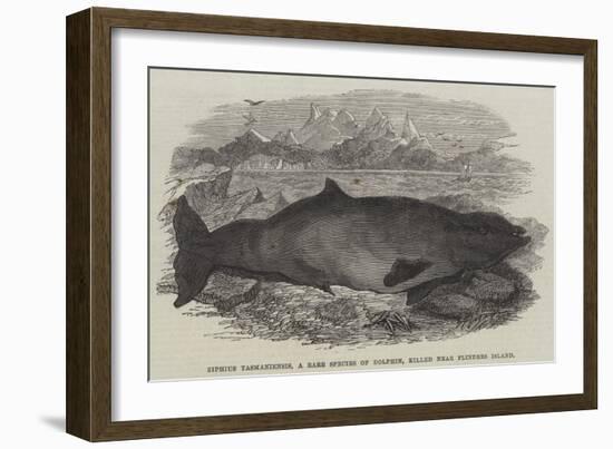 Ziphius Tasmaniensis, a Rare Species of Dolphin, Killed Near Flinders Island-null-Framed Giclee Print