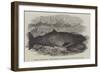 Ziphius Tasmaniensis, a Rare Species of Dolphin, Killed Near Flinders Island-null-Framed Giclee Print