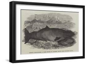 Ziphius Tasmaniensis, a Rare Species of Dolphin, Killed Near Flinders Island-null-Framed Giclee Print