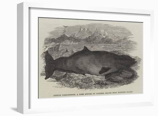 Ziphius Tasmaniensis, a Rare Species of Dolphin, Killed Near Flinders Island-null-Framed Giclee Print