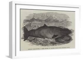 Ziphius Tasmaniensis, a Rare Species of Dolphin, Killed Near Flinders Island-null-Framed Giclee Print