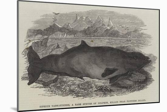 Ziphius Tasmaniensis, a Rare Species of Dolphin, Killed Near Flinders Island-null-Mounted Giclee Print