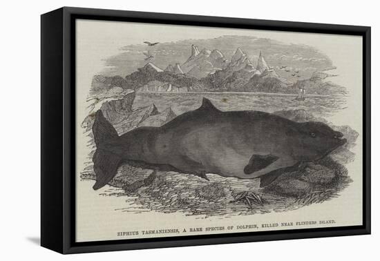Ziphius Tasmaniensis, a Rare Species of Dolphin, Killed Near Flinders Island-null-Framed Stretched Canvas