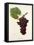 Zitania Grape-J. Troncy-Framed Stretched Canvas