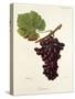 Zitania Grape-J. Troncy-Stretched Canvas