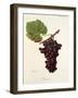 Zitania Grape-J. Troncy-Framed Giclee Print
