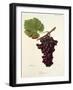 Zitania Grape-J. Troncy-Framed Giclee Print