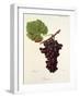 Zitania Grape-J. Troncy-Framed Giclee Print