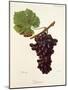 Zitania Grape-J. Troncy-Mounted Giclee Print