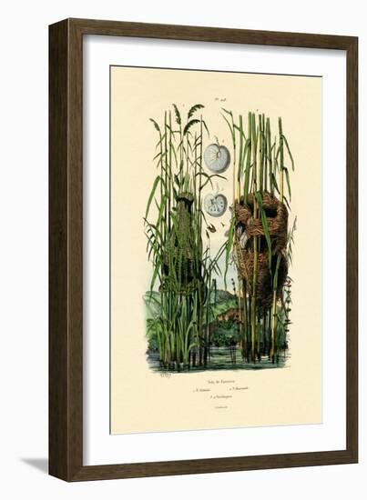 Zitting Cisticola, 1833-39-null-Framed Giclee Print