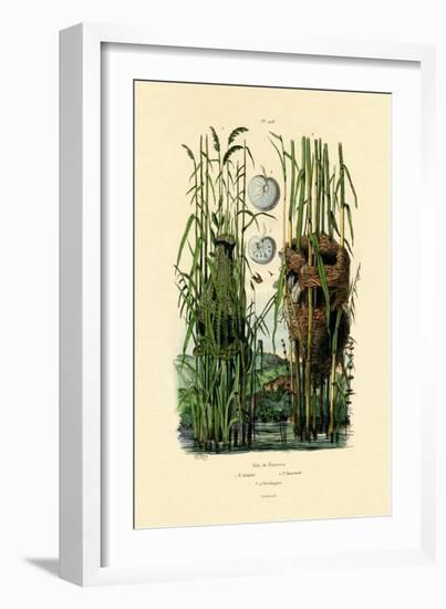 Zitting Cisticola, 1833-39-null-Framed Giclee Print