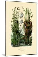 Zitting Cisticola, 1833-39-null-Mounted Giclee Print