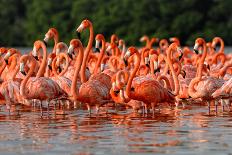 Flock of Greater Flamingos-zixian-Photographic Print