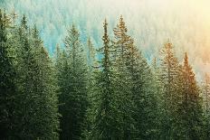 Green Coniferous Forest Lit by Sunlight-zlikovec-Stretched Canvas