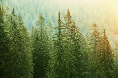 Green Coniferous Forest Lit by Sunlight-zlikovec-Stretched Canvas