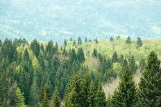 Green Coniferous Forest Lit by Sunlight-zlikovec-Photographic Print