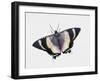 Zodiac Moth (Alcides Metaurus Zodiaca), Uraniidae, Artwork by Steve Roberts-null-Framed Giclee Print