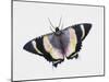 Zodiac Moth (Alcides Metaurus Zodiaca), Uraniidae, Artwork by Steve Roberts-null-Mounted Giclee Print