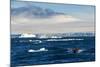 Zodiac with tourists cruising through the icebergs, Brown Bluff, Tabarin Peninsula, Antarctica, Pol-Michael Runkel-Mounted Photographic Print