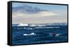 Zodiac with tourists cruising through the icebergs, Brown Bluff, Tabarin Peninsula, Antarctica, Pol-Michael Runkel-Framed Stretched Canvas