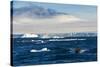 Zodiac with tourists cruising through the icebergs, Brown Bluff, Tabarin Peninsula, Antarctica, Pol-Michael Runkel-Stretched Canvas