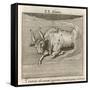 Zodiac-Gaius Julius Hyginus-Framed Stretched Canvas