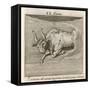 Zodiac-Gaius Julius Hyginus-Framed Stretched Canvas