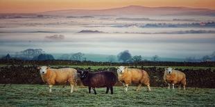 Sheep at Sunset-Zoe Louise Photography-Framed Photographic Print