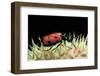 Zonabris Duodecimpunctata (Blister Beetle)-Paul Starosta-Framed Photographic Print