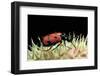 Zonabris Duodecimpunctata (Blister Beetle)-Paul Starosta-Framed Photographic Print