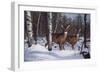 Zone 1 Whitetail-Bruce Miller-Framed Giclee Print