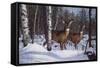 Zone 1 Whitetail-Bruce Miller-Framed Stretched Canvas