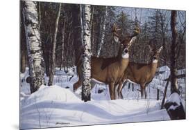 Zone 1 Whitetail-Bruce Miller-Mounted Giclee Print