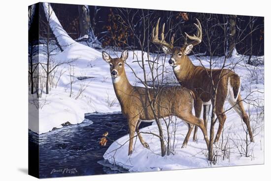 Zone 2 Whitetails-Bruce Miller-Stretched Canvas