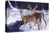 Zone 2 Whitetails-Bruce Miller-Stretched Canvas