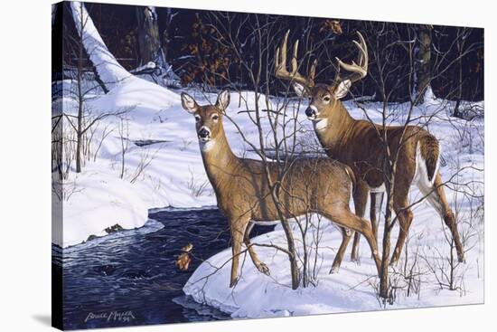 Zone 2 Whitetails-Bruce Miller-Stretched Canvas