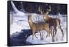 Zone 2 Whitetails-Bruce Miller-Framed Stretched Canvas