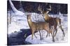 Zone 2 Whitetails-Bruce Miller-Stretched Canvas